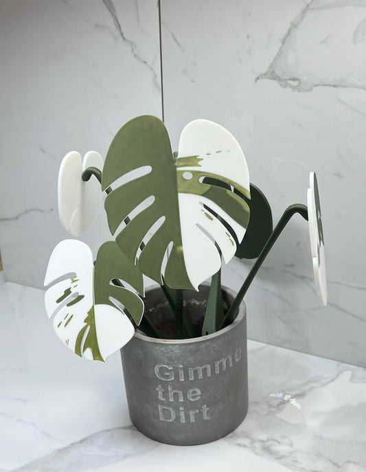 Monstera Albo Coaster Plant (Highly Variegated, Pot Not Included)